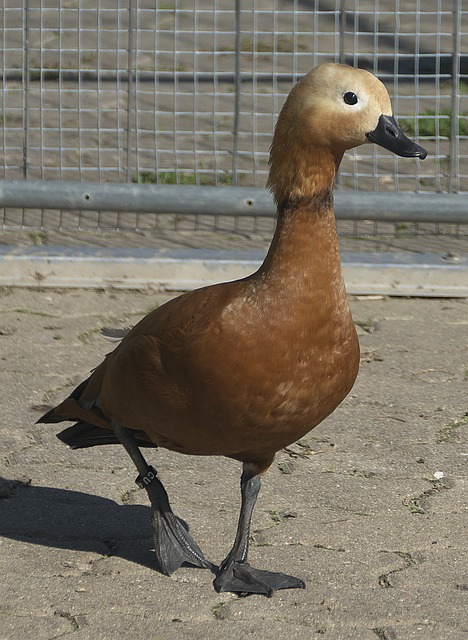 还是西班牙