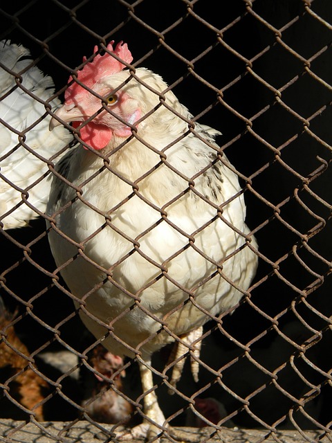 件令皇马球 件令皇马球